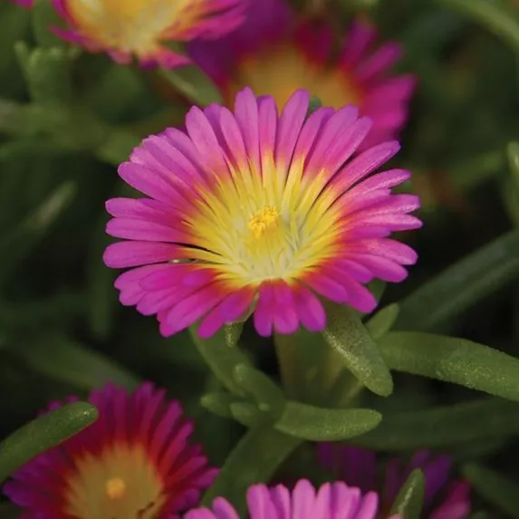 89.c Delosperma wheels of wonder hot pink wonder -  - Foto's bloemen, planten en kruiden