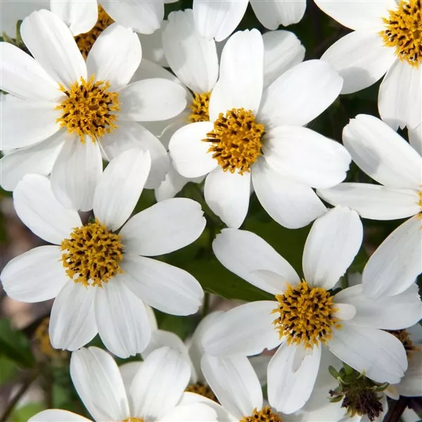 6.d Bidens pirates pearl -  - Foto's bloemen, planten en kruiden