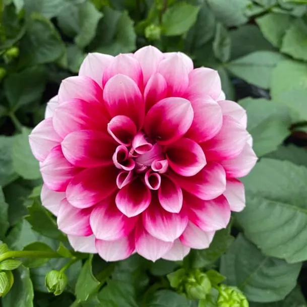 4.a Dahlia hybrida Power bicolor burgundi -  - Foto's bloemen, planten en kruiden