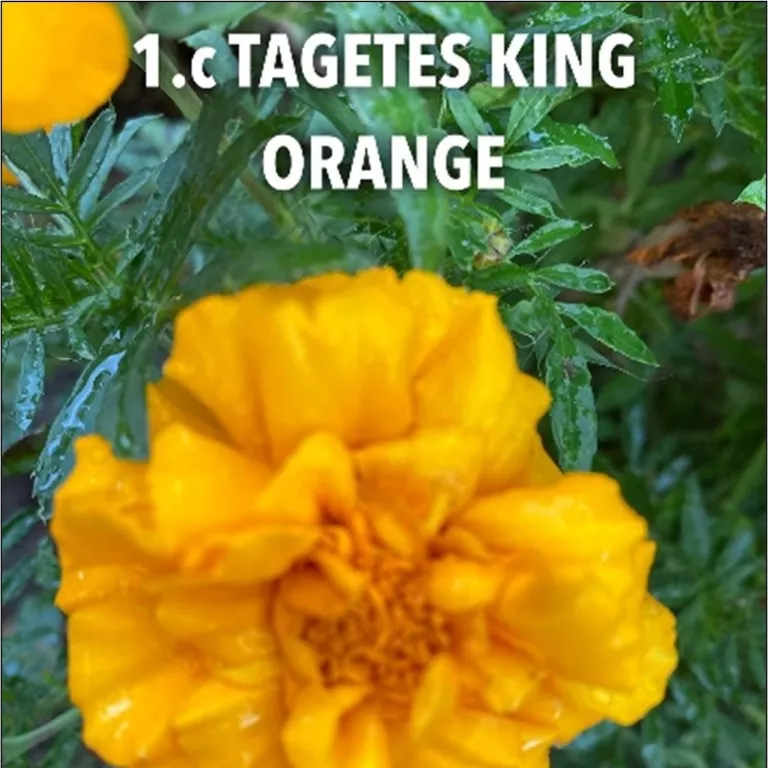 1.c Tagetes king orange (Middel) -  - Foto's bloemen, planten en kruiden