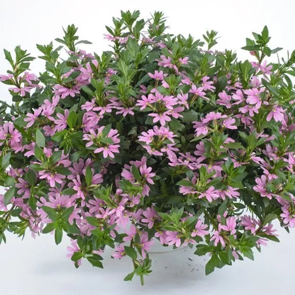 24.b Scaevola trailing pink blessing -  - Foto's bloemen, planten en kruiden