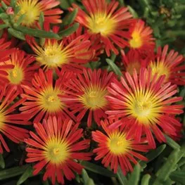 89.a Delosperma wheels of wonder firewonder -  - Foto's bloemen, planten en kruiden