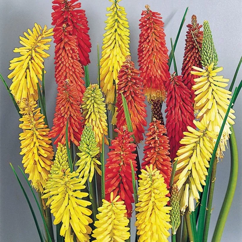 87.  Kniphofia flamenco mix -  - Foto's bloemen, planten en kruiden