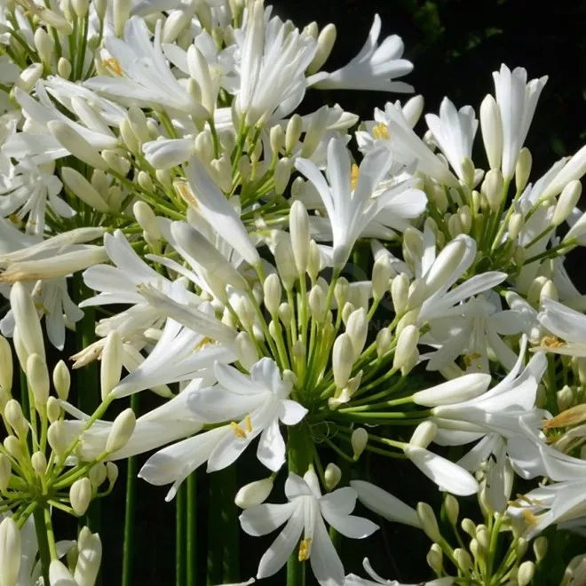 91.d Agapanthus pitchoune white -  - Foto's bloemen, planten en kruiden