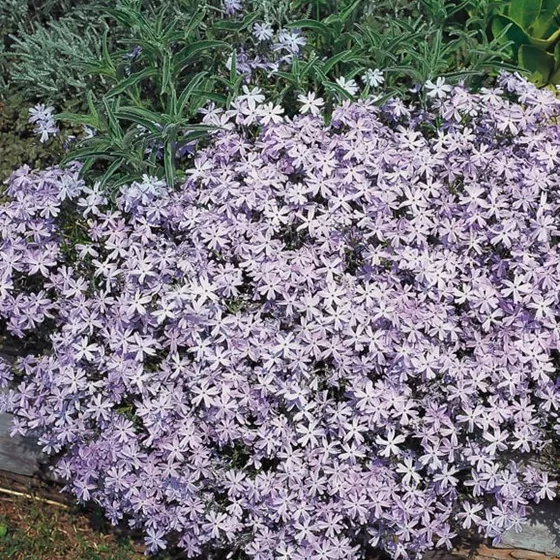 98.a Phlox subulata emerald cushion -  - Foto's bloemen, planten en kruiden
