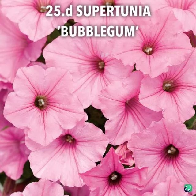 25.d Supertunia 'bubblegum' -  - Foto's bloemen