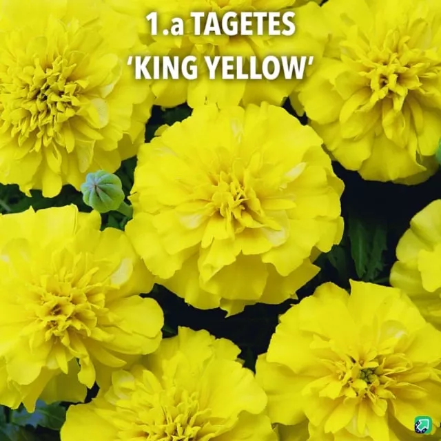 1.a Tagetes 'King Yellow'-min -  - Foto's bloemen, planten en kruiden