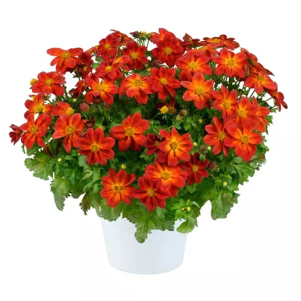 6.b Bidens blazing ring of fire -  - Foto's bloemen, planten en kruiden