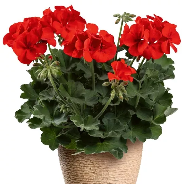 11.b Pelargonium dark red -  - Foto's bloemen, planten en kruiden