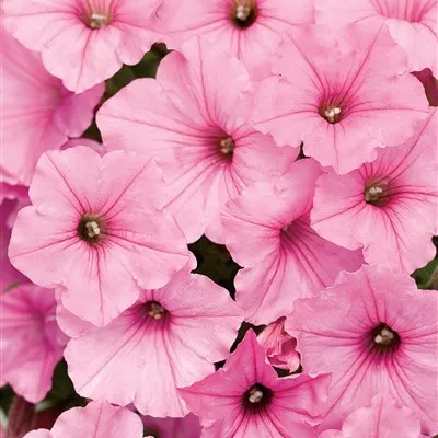 25.d supertunia vista bubblegum -  - Foto's bloemen, planten en kruiden