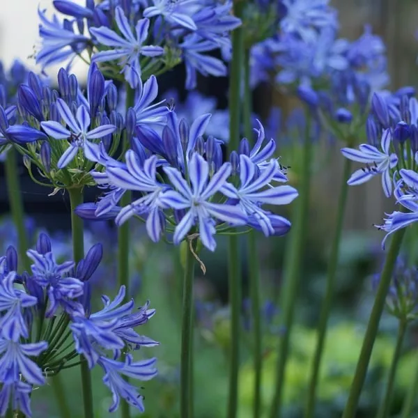 91.a Agapanthus charlotte -  - Foto's bloemen, planten en kruiden