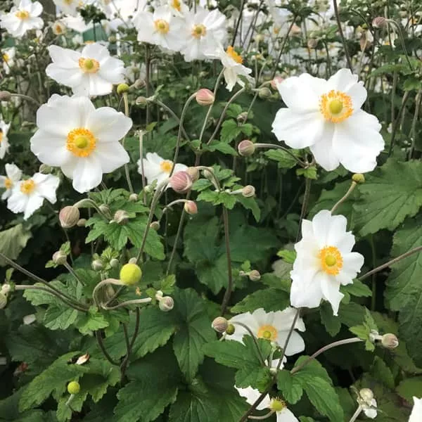 96.a Anemone hybrida elite pure white -  - Foto's bloemen, planten en kruiden