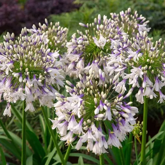 91.b Agapanthus fireworks -  - Foto's bloemen, planten en kruiden
