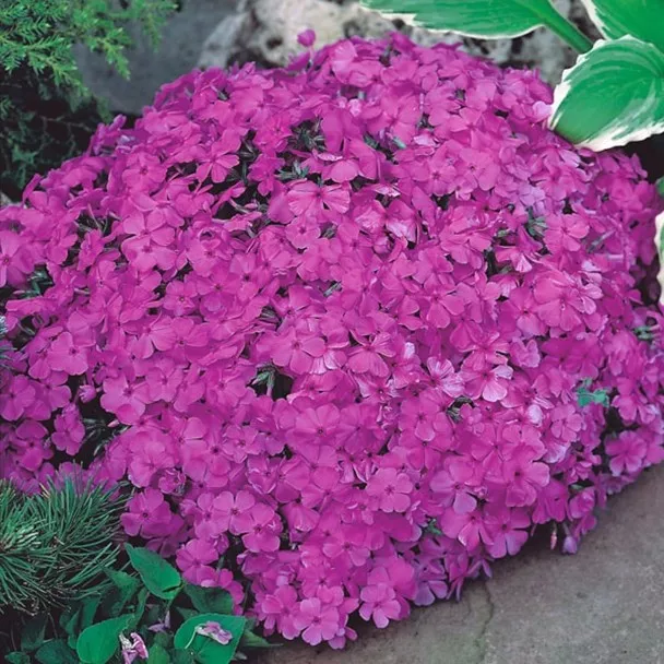 98.b Phlox subulata mc daniels cushion -  - Foto's bloemen, planten en kruiden