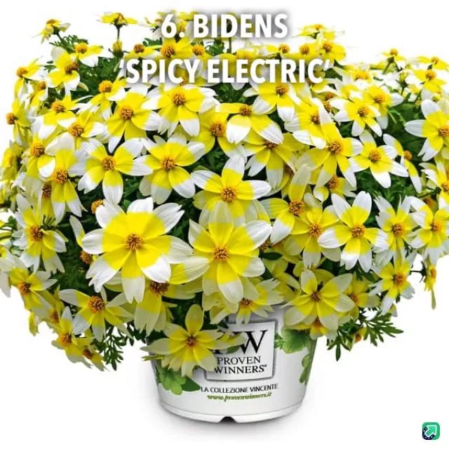 6. Bidens 'spicy electric' -  - Foto's bloemen