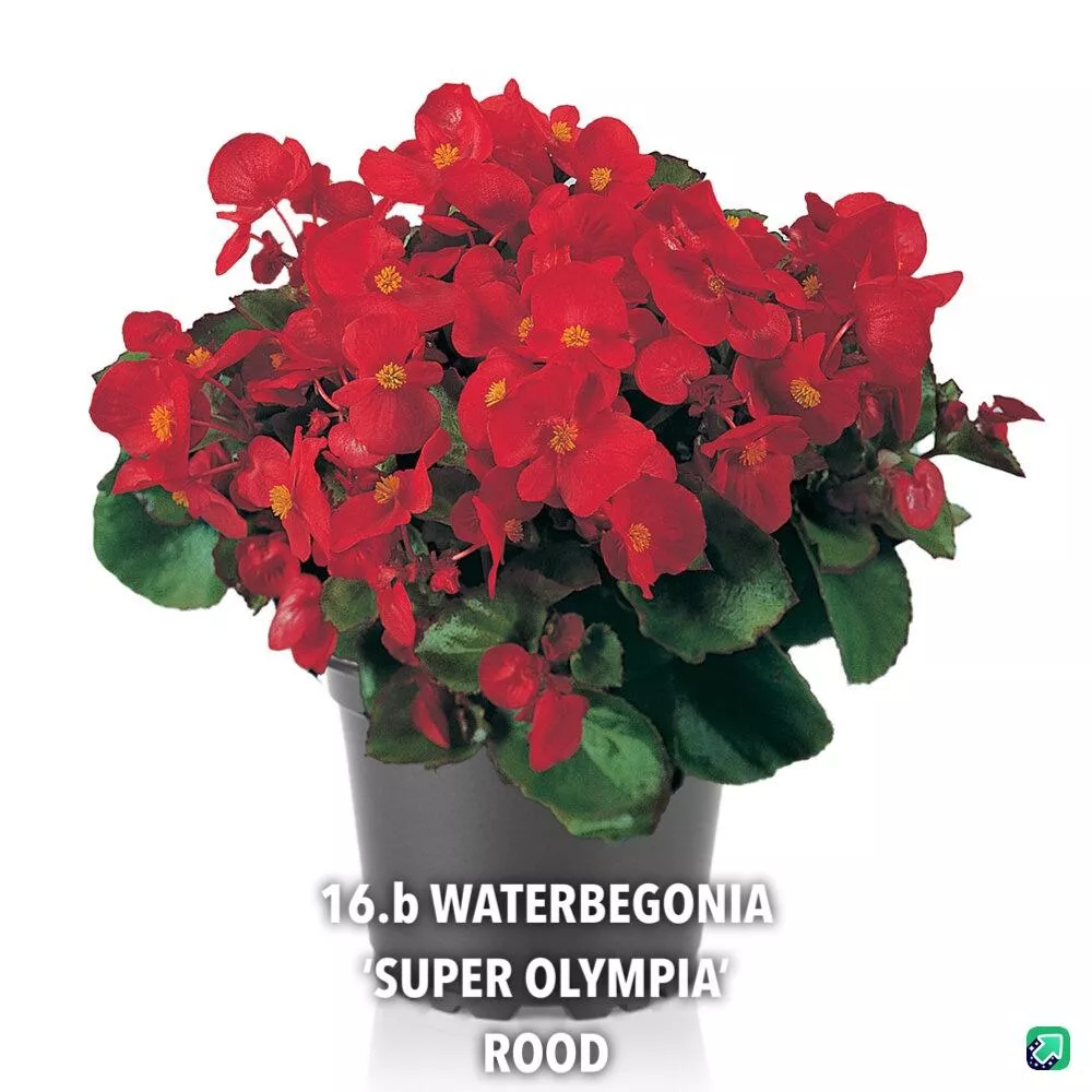 16.b Waterbegonia 'super olympia' rood -  - Foto's bloemen