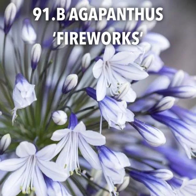 91.b Agapanthus 'fireworks' -  - Foto's bloemen