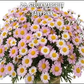 2.b Struikmargriet oud roze -  - Foto's bloemen, planten en kruiden