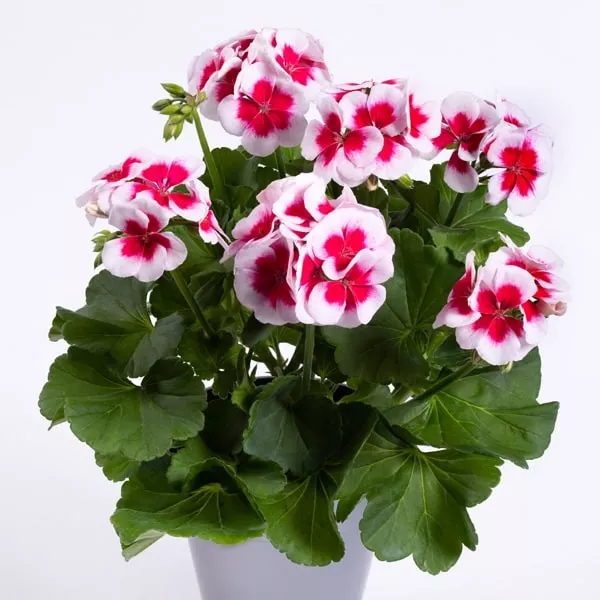 11.a Pelargonium hortorum white splash -  - Foto's bloemen, planten en kruiden