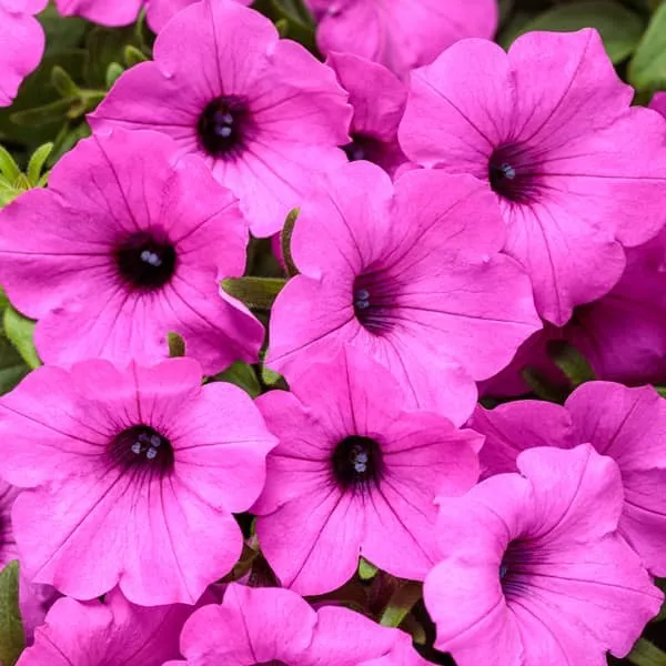 25.c supertunia vista jazzberry -  - Foto's bloemen, planten en kruiden