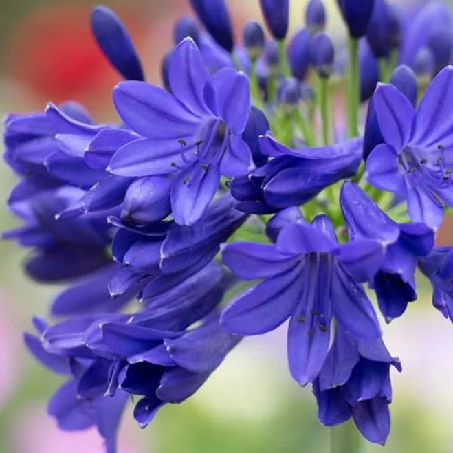 91.c agapanthus flower of love -  - Foto's bloemen, planten en kruiden