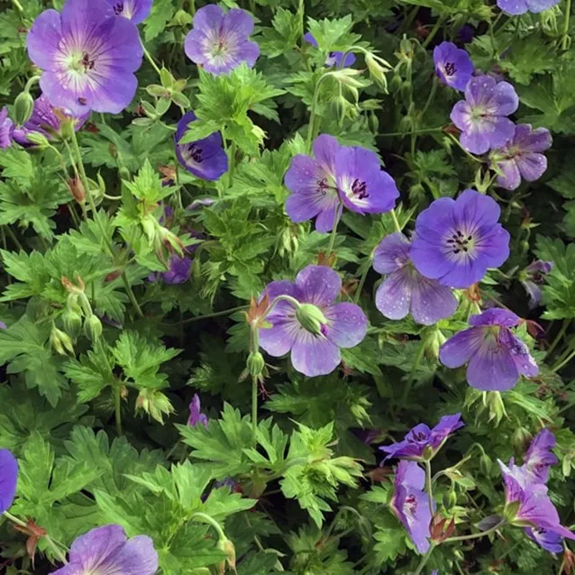 97.a Geranium Rozanne -  - Foto's bloemen, planten en kruiden